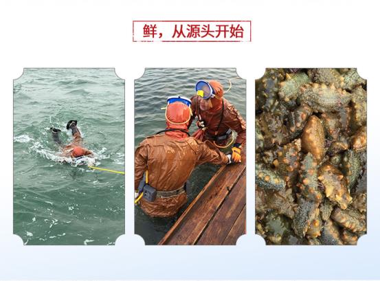 春季海參捕撈在即，宮品海參大連、威海捕撈基地迎來(lái)試捕期